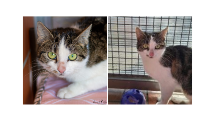 TH Vorlage 2 u. 3 er Collage (3)