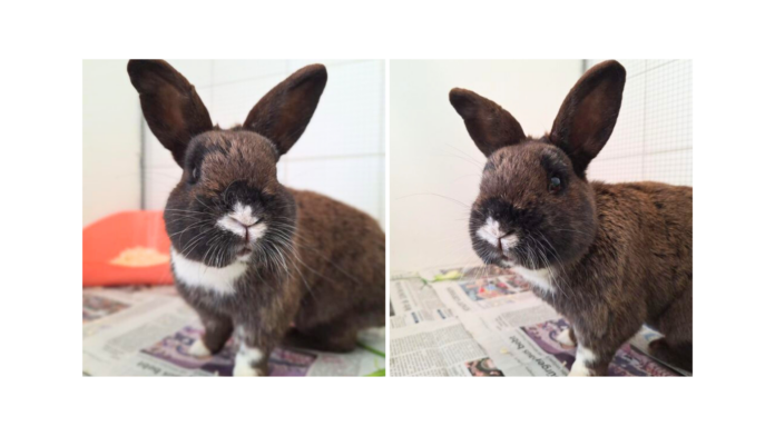 TH Vorlage 2 u. 3 er Collage (4)