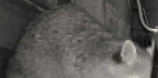 „Hundekotbeutelweitwurfdisziplin“ mit negativen Folgen für die Landwirtschaft – JHV der Jagdgenossenschaft Holzheim