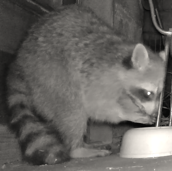 Waschbär frisst aus Futternapf Screenshot b 2024-04-17 183247