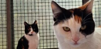 Die Katzendamen ALVA & IDA