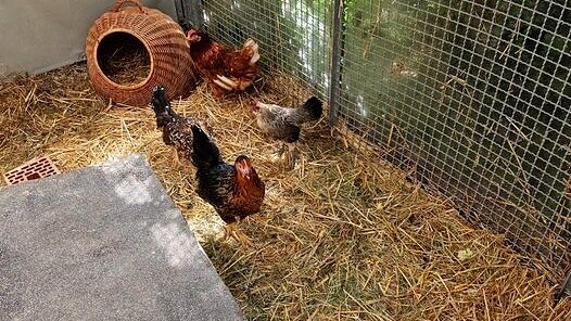 442442808_860614832777948_8562066213194428330_n_inPixio