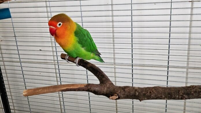 Appledorn-scaled_inPixio