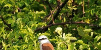 Zorro mit Augenbinde in Nonnenroth