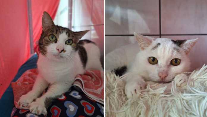 TH Vorlage 2 u. 3 er Collage (5)