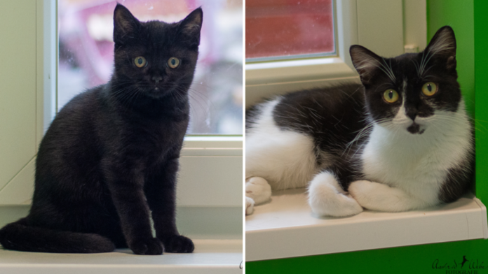 TH Vorlage 1 Bild, 2 u. 3 er Collage (1)