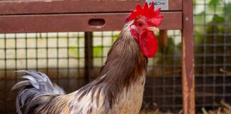 Niemand vermisst ihn – HAHN POLLO – VERMITTELT