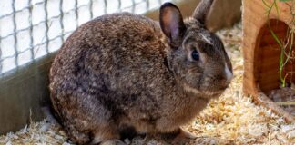 Zutraulich und neugierig – Kaninchen DAJANA – VERMITTELT