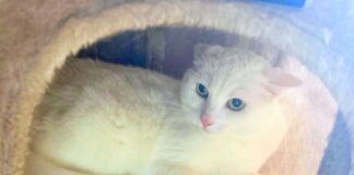 Dringend Zuhause oder Pflegestelle gesucht! Zuhause gefunden!