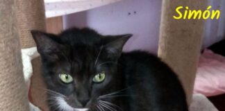 Gibt es ein größeres Geschenk als die Liebe einer Katze? ( Charles Dickens) Zuhause gefunden!