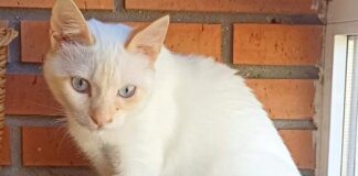 Limón,der Herzenskater! Zuhause gefunden!