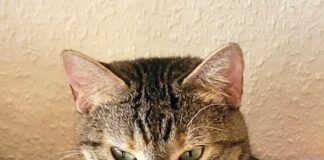 Eine Katze zum Verlieben! Vermittelt!