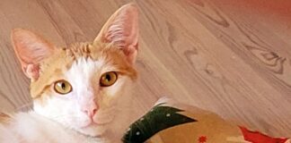 Vinci, der “Dauerschmuser”! Vermittelt!