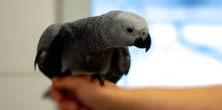 Aufgeschlossener Graupapagei – ARIE – VERMITTELT