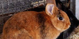 Freundliche Kaninchendame JANE SEMOUR – VERMITTELT