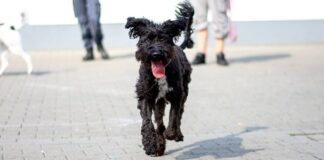 Der liebenswerte RUDI – VERMITTELT