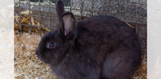 Freundliche Kaninchendame ANNA VON CLEVE – VERMITTELT