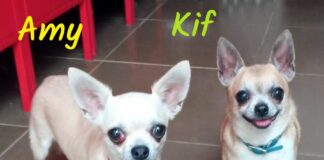 Winzlinge auf der Suche nach dem großen Glück! Zuhause gefunden!