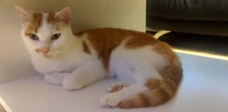 Notfall – Kater Linus sucht dringend ein neues Zuhause