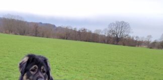 Hundeschönheit Ted! Hund ist im Tierheim in Butzbach und kann dort besucht werden!