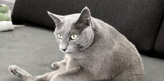 Schmusekater Loki! Vermittelt!