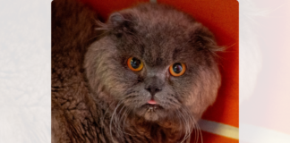 Wir haben keinen Bock dafür zu bezahlen, …