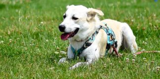 Notfall – SONEA – VERMITTELT