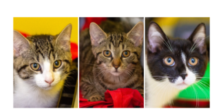 Die Katzenkinder SCOOBY, DAPHNE & VELMA – VERMITTELT