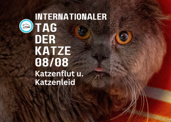 Wieviel Km Läuft Eine Katze Am Tag TAG DER KATZE - Gießener Zeitung