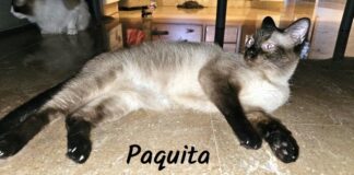 Siamschönheit Paquita! Zuhause gefunden!