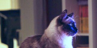 Pflege- oder Adoptionsstelle dringend gesucht!