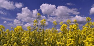 Naturfotobilder dreier Radtouren im Nachgang