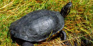 Fundtier Robin sucht ein neues Zuhause