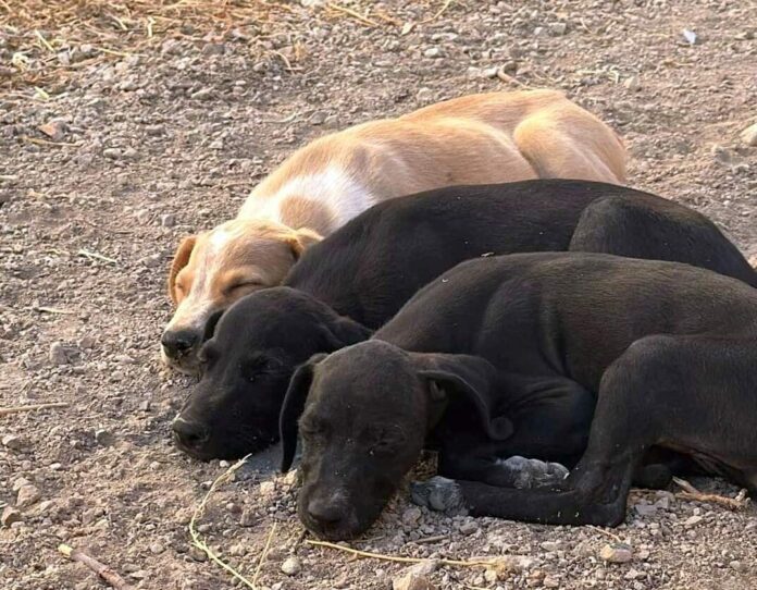 FB_IMG_1725393046985 - Kopie