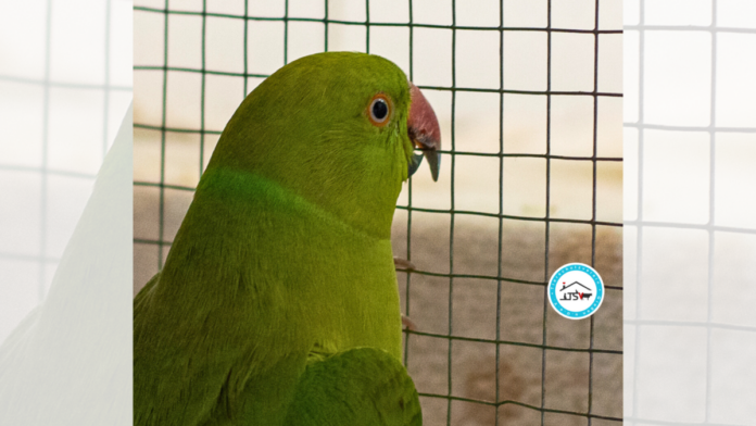 Kopie von Kopie von TH Vorlage 2er Collage