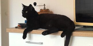 Zauberhafter BAHIRA – VERMITTELT