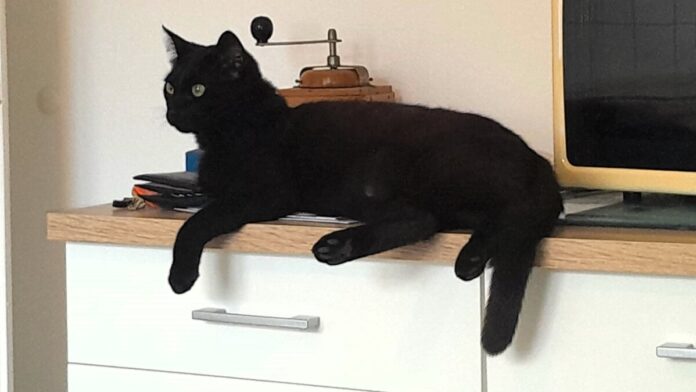 WhatsApp-Image-2024-07-26-at-19.08.40