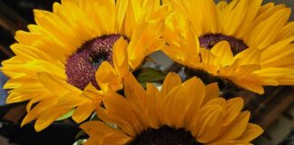 Im Sonnenblumenrausch