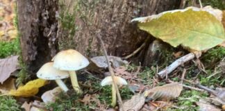 Bunte Pilzvielfalt im Wald