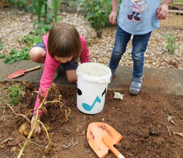 Kita Nieder-Bessingen Ernte