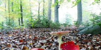 Schönes aus dem Treiser Wald