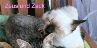 Zwei Lausbuben suchen neuen Wirkungskreis! Zuhause gefunden!