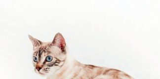 Eine tolle Schmusemieze! Zuhause gefunden!