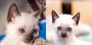 Menschen zum Liebhaben gesucht!