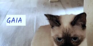 Zwei kleine Schönheiten auf der Suche nach dem großen Glück!