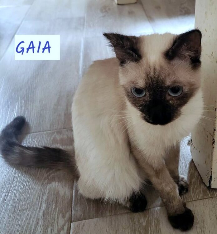 WhatsApp Image 2024-10-12 GAIA (1)