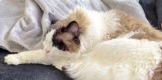 Pech”vogel” Thanos! Zuhause gefunden! Vermittelt!