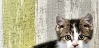 Ein winziger Findling! Zuhause gefunden!