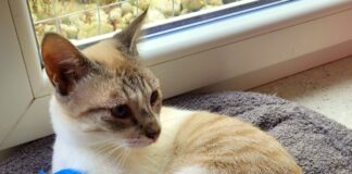 Die Katze “Nimmersatt”! Zuhause gefunden!