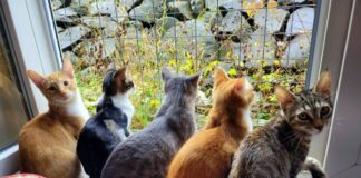 Wir wollen doch nur spielen- und der Vogel glaubt es nicht!